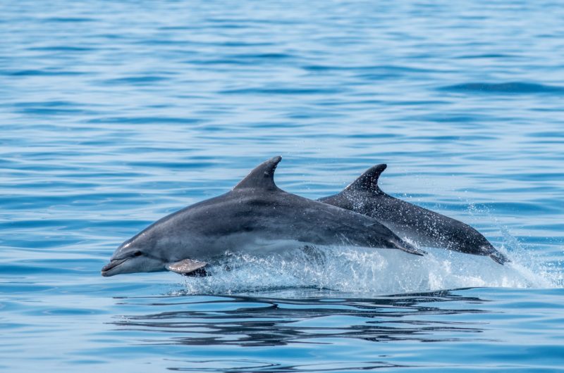 Faune-Ocean—PHOTO-PRINCIPALE—grand-dauphin—sebastien-roques